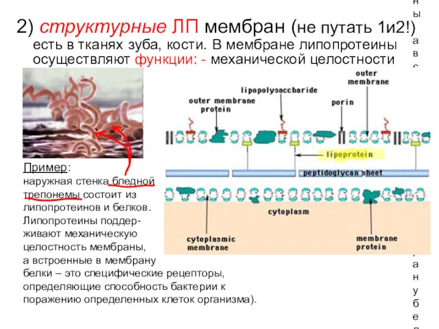 Пример: наружная стенка бледной трепонемы состоит из липопротеинов и белков. Липопротеины поддер- живают