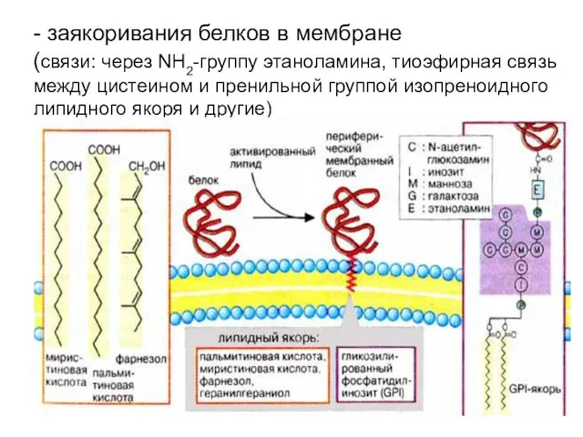 - заякоривания белков в мембране (связи: через NH2-группу этаноламина, тиоэфирная связь между цистеином