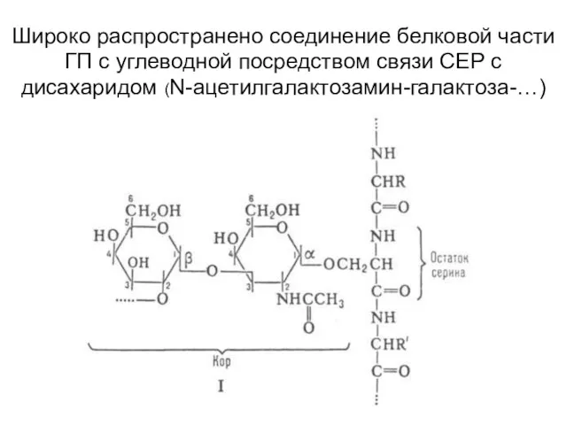 Широко распространено соединение белковой части ГП с углеводной посредством связи СЕР с дисахаридом (N-ацетилгалактозамин-галактоза-…)