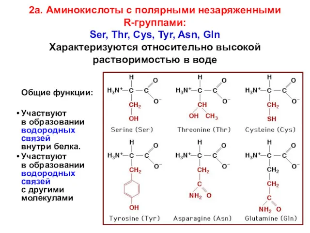 2а. Аминокислоты с полярными незаряженными R-группами: Ser, Thr, Cys, Tyr, Asn, Gln Характеризуются