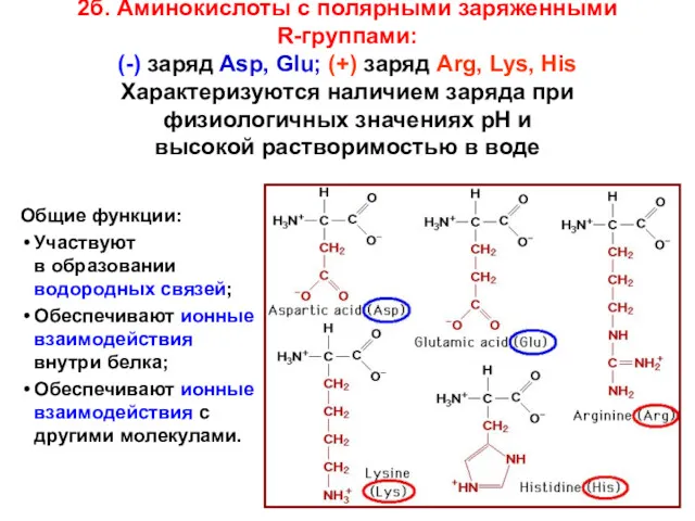 2б. Аминокислоты с полярными заряженными R-группами: (-) заряд Asp, Glu; (+) заряд Arg,