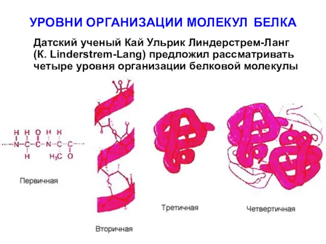 УРОВНИ ОРГАНИЗАЦИИ МОЛЕКУЛ БЕЛКА Датский ученый Кай Ульрик Линдерстрем-Ланг (К.