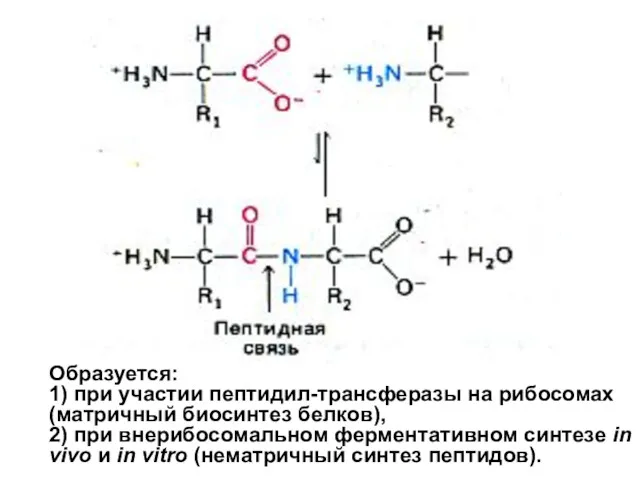 Образуется: 1) при участии пептидил-трансферазы на рибосомах (матричный биосинтез белков),