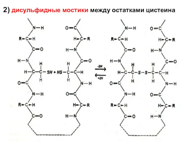 2) дисульфидные мостики между остатками цистеина