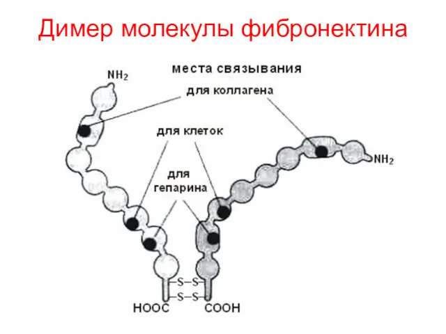 Димер молекулы фибронектина