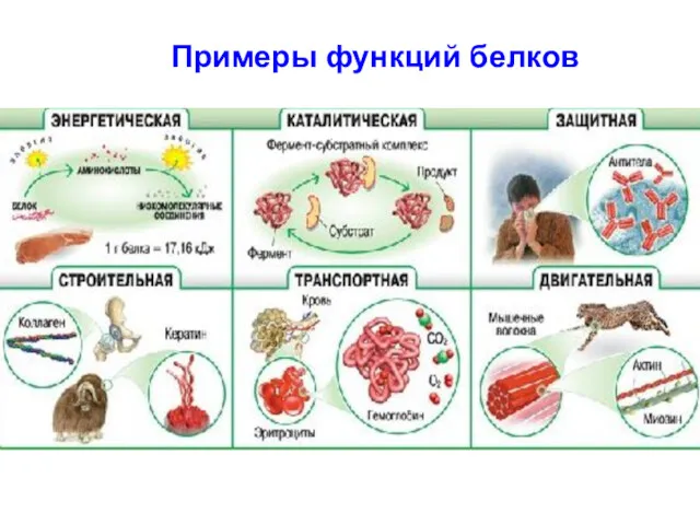 Примеры функций белков