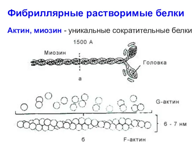 Фибриллярные растворимые белки Актин, миозин - уникальные сократительные белки