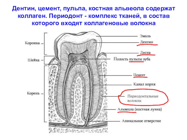 Дентин, цемент, пульпа, костная альвеола содержат коллаген. Периодонт - комплекс тканей, в состав
