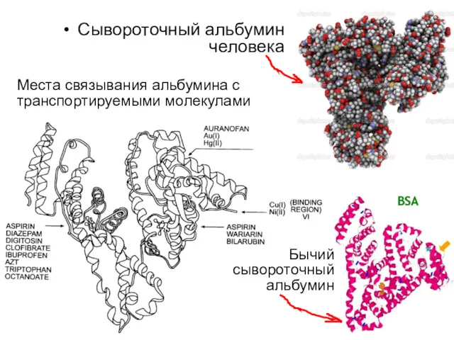 Места связывания альбумина с транспортируемыми молекулами Сывороточный альбумин человека Бычий сывороточный альбумин