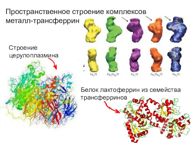 Пространственное строение комплексов металл-трансферрин Строение церулоплазмина Белок лактоферрин из семейства трансферринов