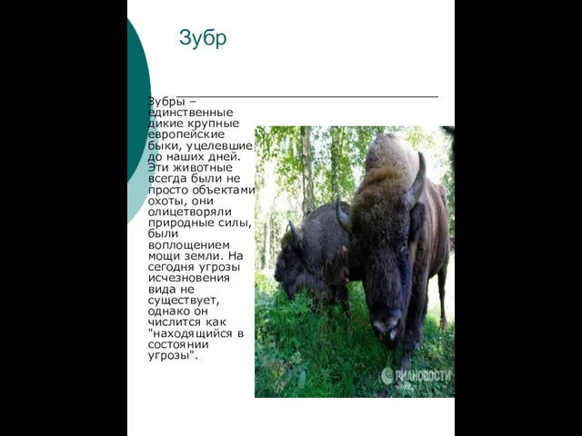 Зубр Зубры – единственные дикие крупные европейские быки, уцелевшие до наших дней. Эти