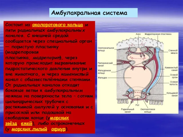 Амбулакральная система Состоит из околоротового кольца и пяти радиальных амбулакральных