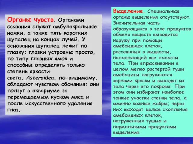 Органы чувств. Органами осязания служат амбулакральные ножки, а также пять