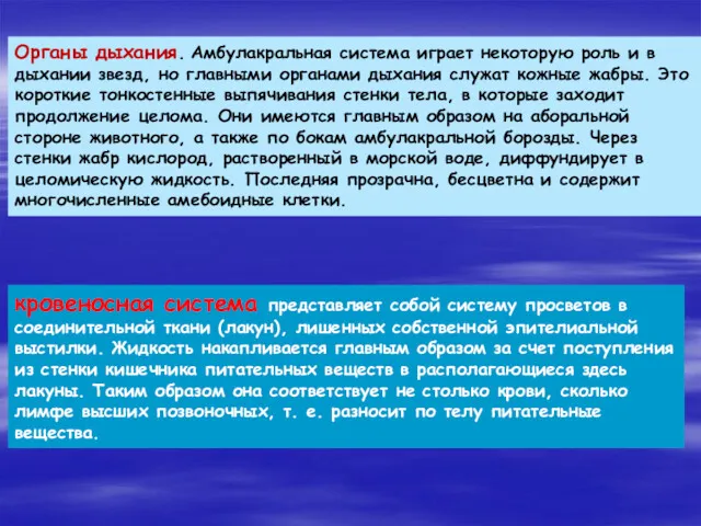 Органы дыхания. Амбулакральная система играет некоторую роль и в дыхании