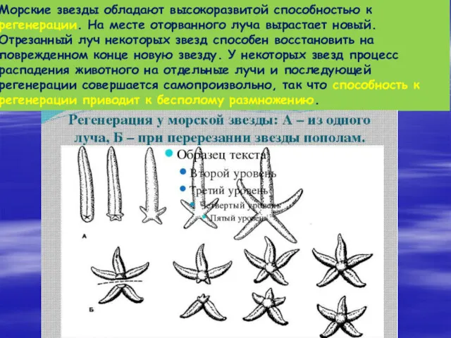 Морские звезды обладают высокоразвитой способностью к регенерации. На месте оторванного