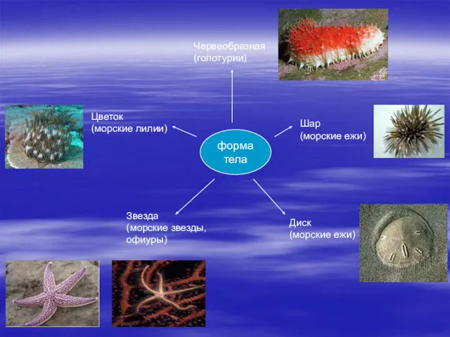 форма тела Червеобразная (голотурии) Шар (морские ежи) Диск (морские ежи)