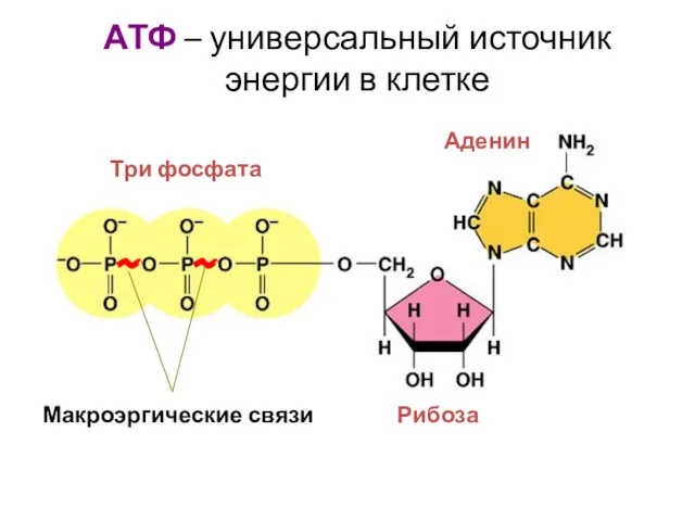 АТФ – универсальный источник энергии в клетке Макроэргические связи