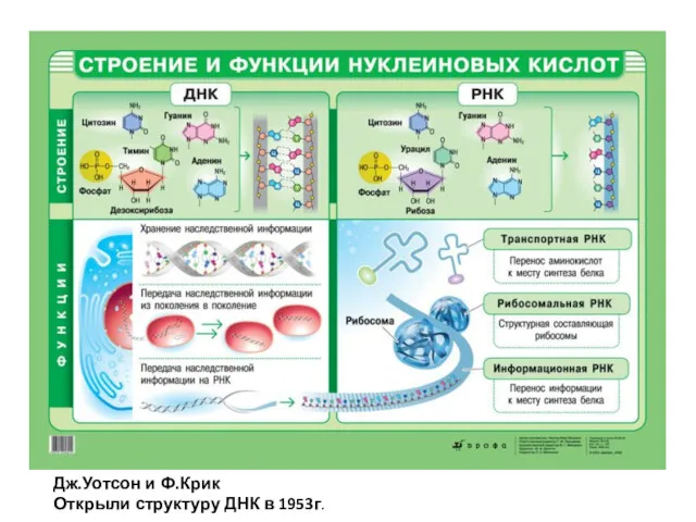 Дж.Уотсон и Ф.Крик Открыли структуру ДНК в 1953г.