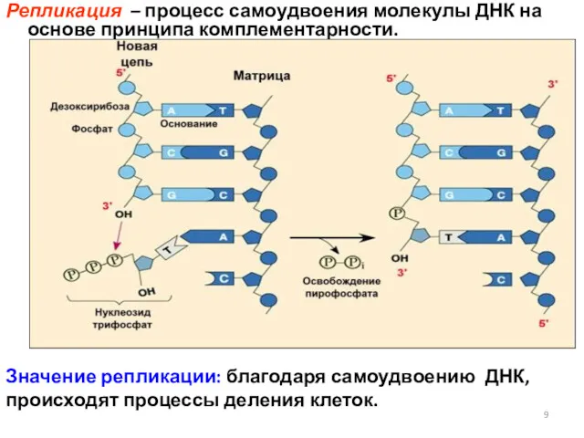 Репликация – процесс самоудвоения молекулы ДНК на основе принципа комплементарности.