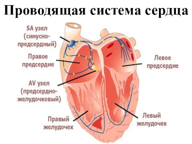 Проводящая система сердца