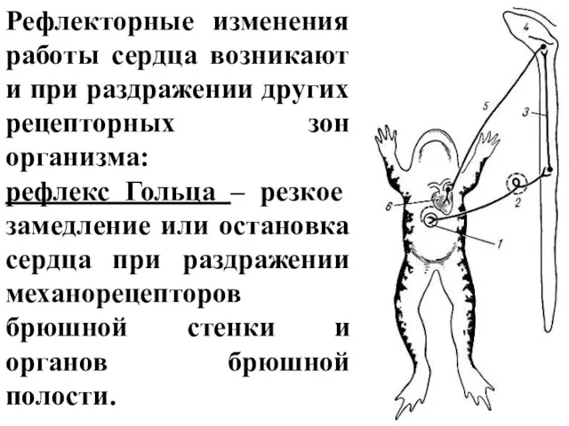 Рефлекторные изменения работы сердца возникают и при раздражении других рецепторных