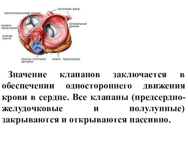 Значение клапанов заключается в обеспечении одностороннего движения крови в сердце.