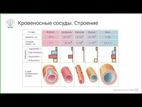 Кровеносные сосуды. Строение