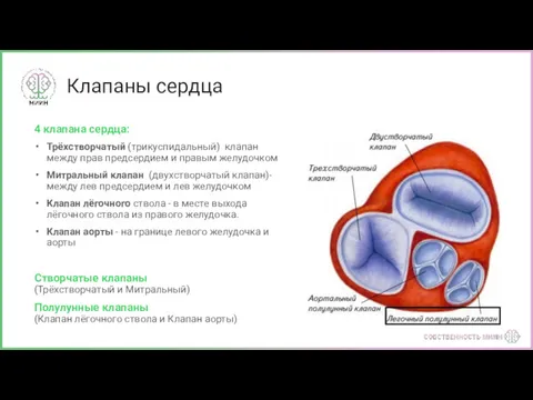 Клапаны сердца 4 клапана сердца: Трёхстворчатый (трикуспидальный) клапан между прав