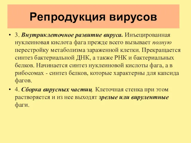 Репродукция вирусов 3. Внутриклеточное развитие вируса. Инъецированная нуклеиновая кислота фага