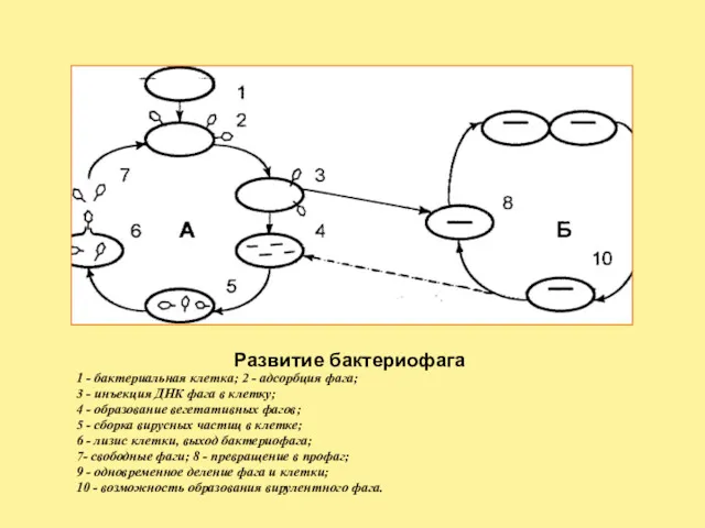 Развитие бактериофага 1 - бактериальная клетка; 2 - адсорбция фага;