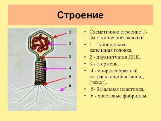 Строение Схематичное строение Т-фага кишечной палочки 1 - кубоидальная капсидная