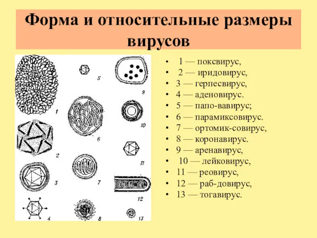 Форма и относительные размеры вирусов 1 — поксвирус, 2 —