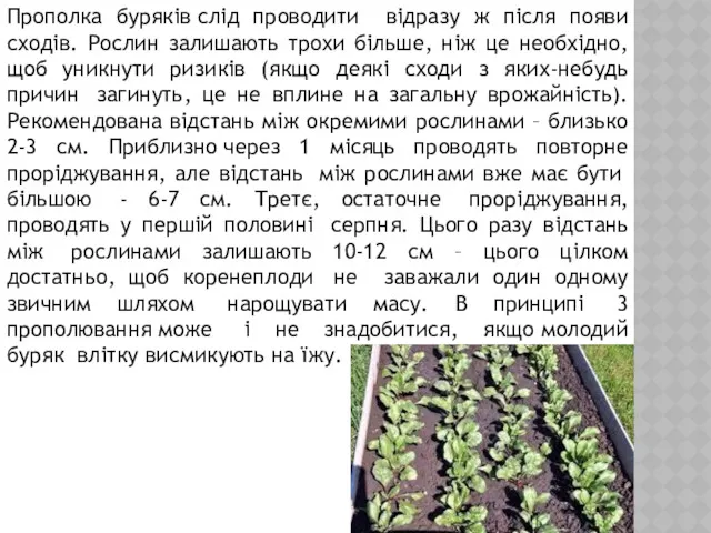 Прополка буряків слід проводити відразу ж після появи сходів. Рослин