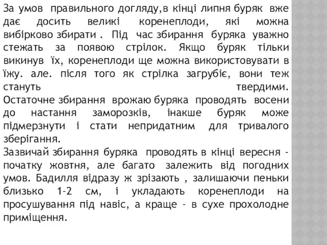 За умов правильного догляду,в кінці липня буряк вже дає досить