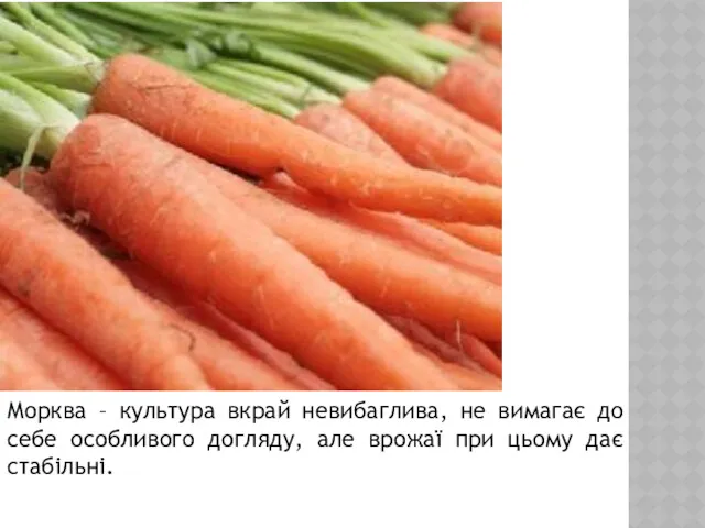 Морква – культура вкрай невибаглива, не вимагає до себе особливого