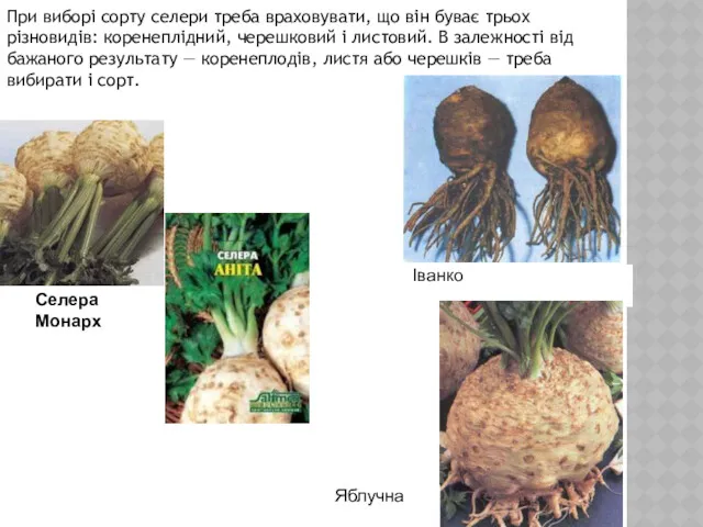 При виборі сорту селери треба враховувати, що він буває трьох