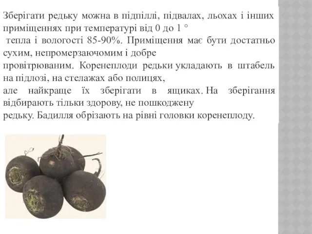 Зберігати редьку можна в підпіллі, підвалах, льохах і інших приміщеннях