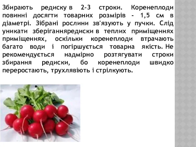 Збирають редиску в 2-3 строки. Коренеплоди повинні досягти товарних розмірів