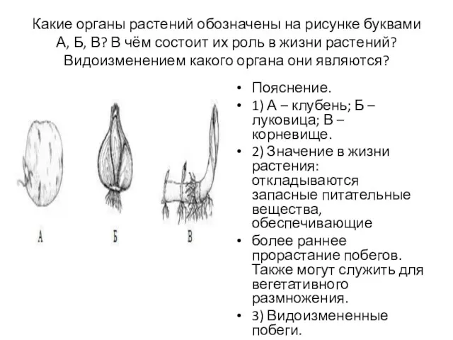 Какие органы растений обозначены на рисунке буквами А, Б, В?