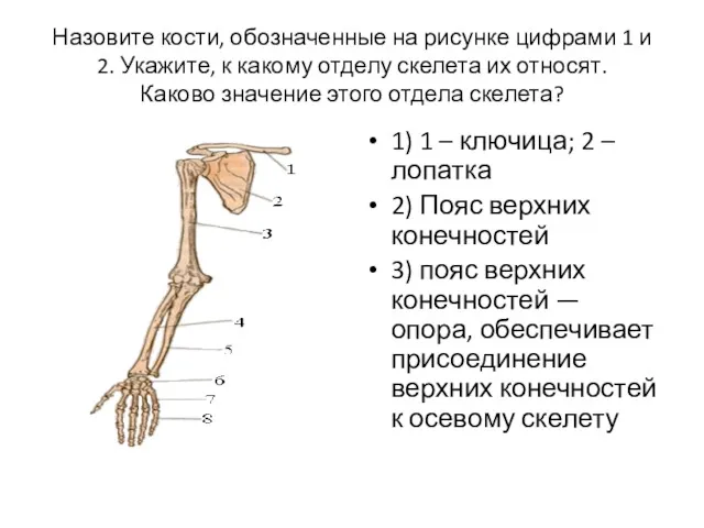 Назовите кости, обозначенные на рисунке цифрами 1 и 2. Укажите,