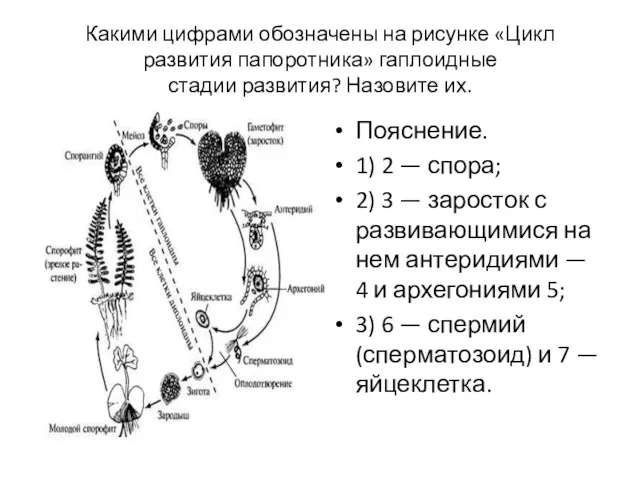 Какими цифрами обозначены на рисунке «Цикл развития папоротника» гаплоидные стадии
