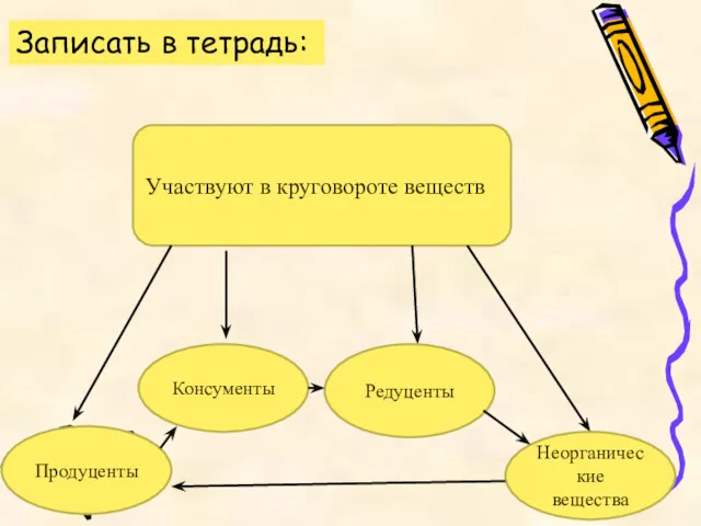 Участвуют в круговороте веществ Продуценты Консументы Редуценты Неорганические вещества Записать в тетрадь: