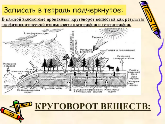 В каждой экосистеме происходит круговорот вещества как результат экофизиологической взаимосвязи