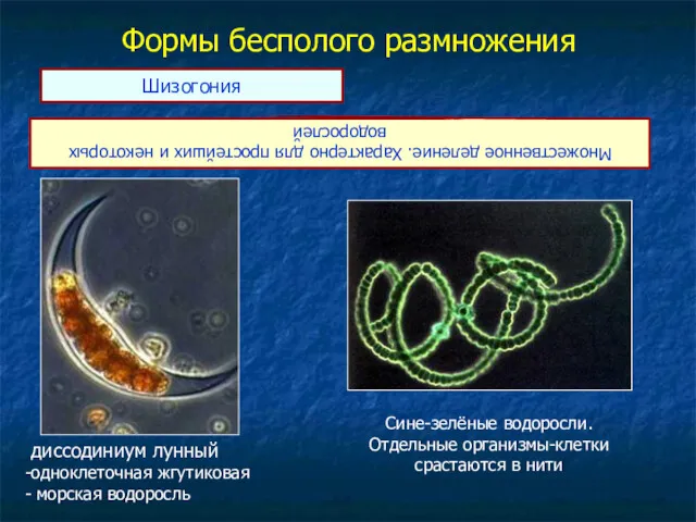 Формы бесполого размножения Множественное деление. Характерно для простейших и некоторых