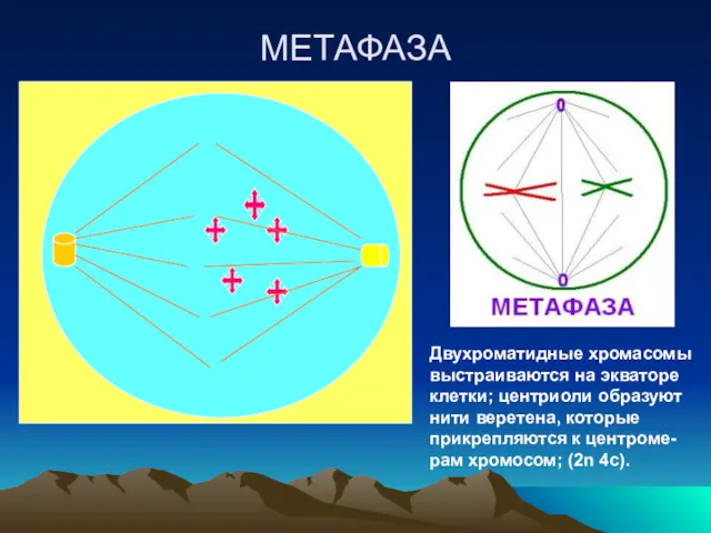 МЕТАФАЗА Двухроматидные хромасомы выстраиваются на экваторе клетки; центриоли образуют нити