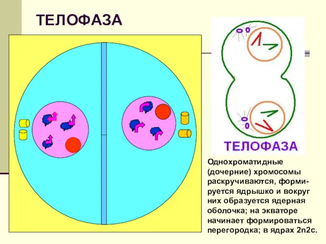 ТЕЛОФАЗА Однохроматидные (дочерние) хромосомы раскручиваются, форми-руется ядрышко и вокруг них