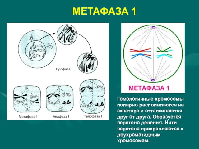 МЕТАФАЗА 1 Гомологичные хромосомы попарно располагаются на экваторе и отталкиваются