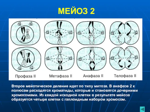 МЕЙОЗ 2 Второе мейотическое деление идет по типу митоза. В