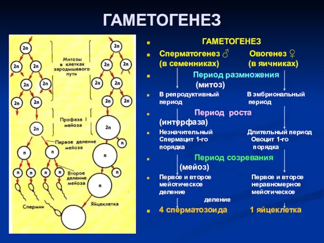 ГАМЕТОГЕНЕЗ ГАМЕТОГЕНЕЗ Сперматогенез ♂ Овогенез ♀ (в семенниках) (в яичниках)