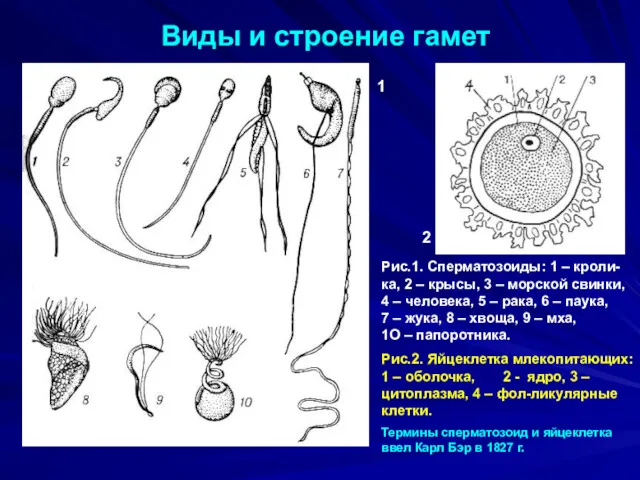 Виды и строение гамет 1 2 Рис.1. Сперматозоиды: 1 –